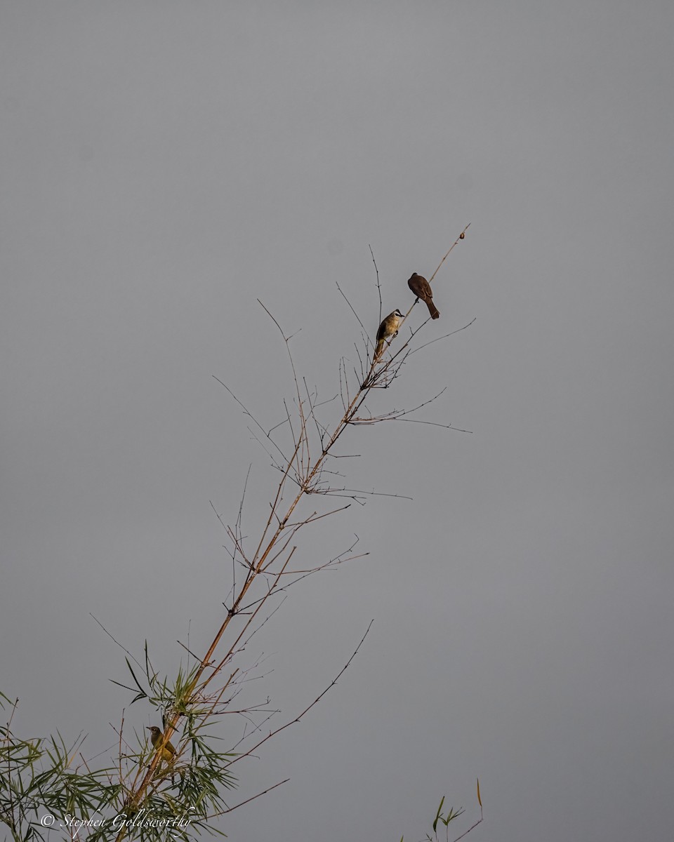 Yellow-vented Bulbul - ML625570259