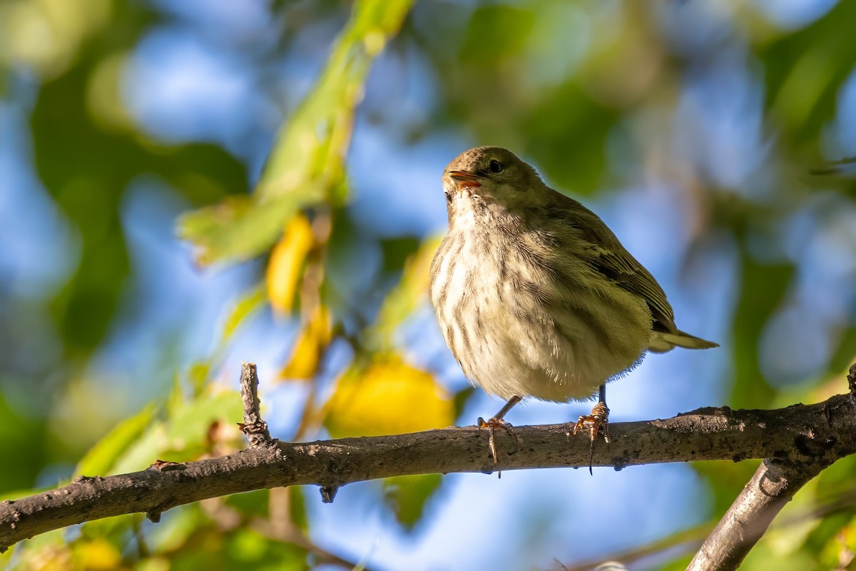 Yellow-rumped Warbler - ML625570273