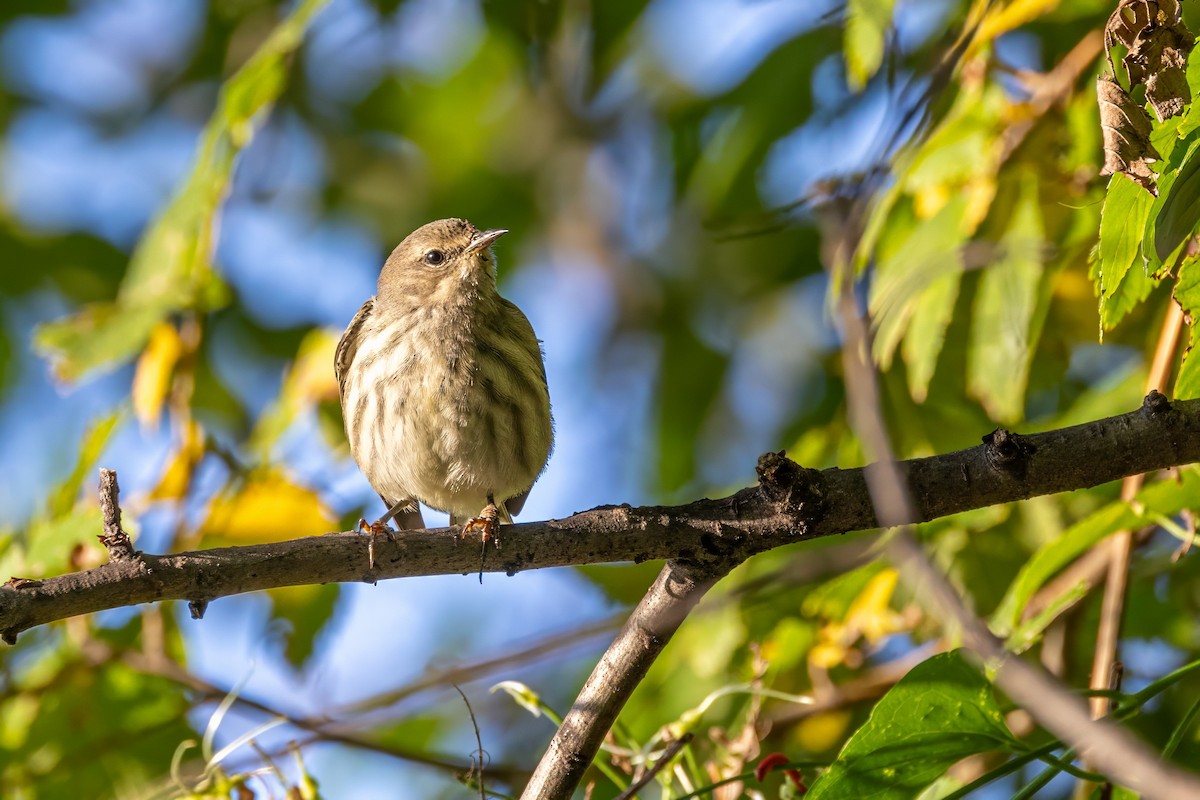 Yellow-rumped Warbler - ML625570275