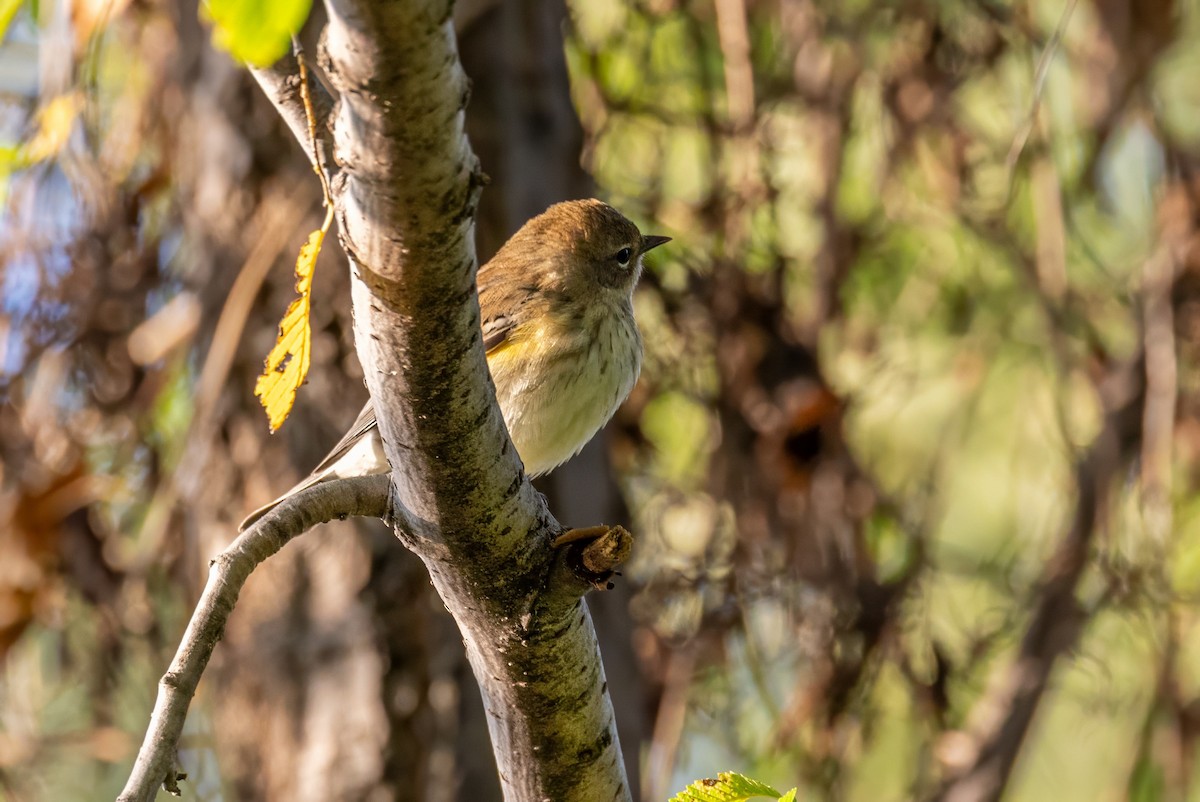 Yellow-rumped Warbler - ML625570280