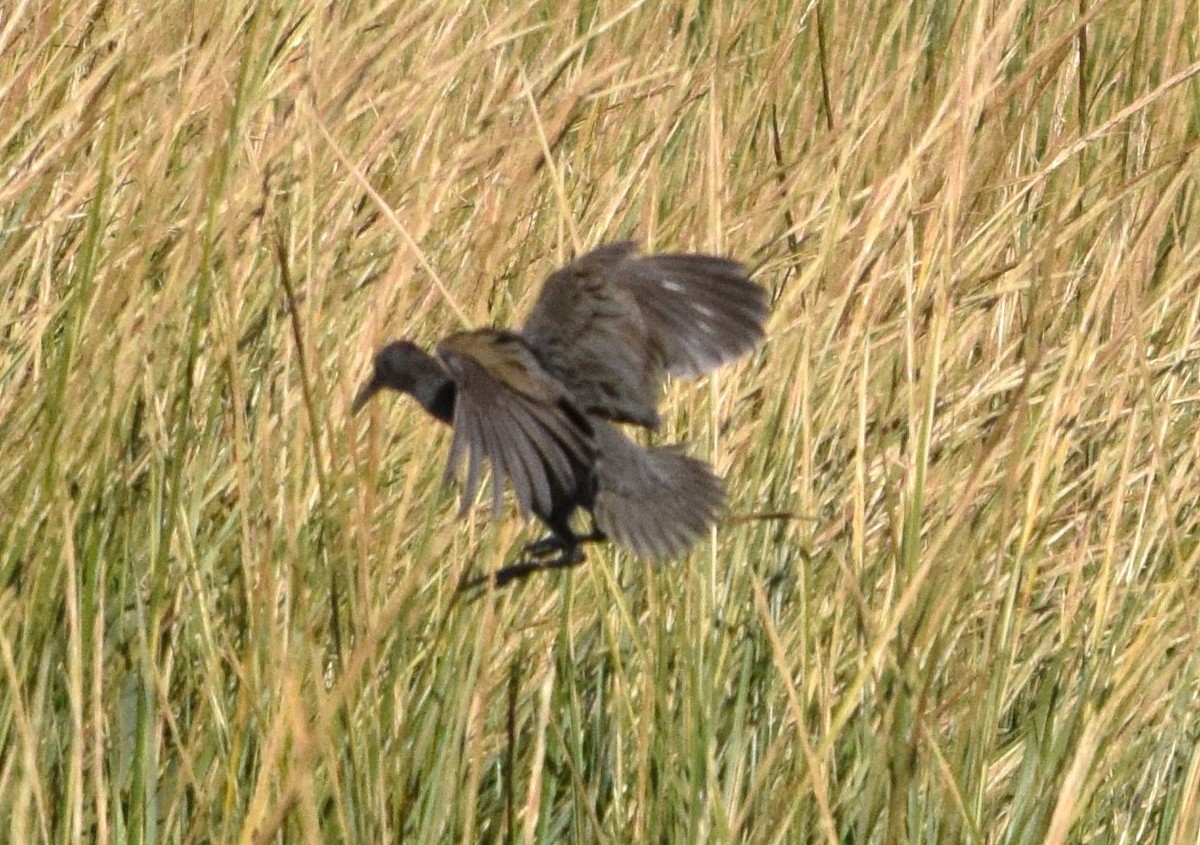 Clapper Rail - ML625570282