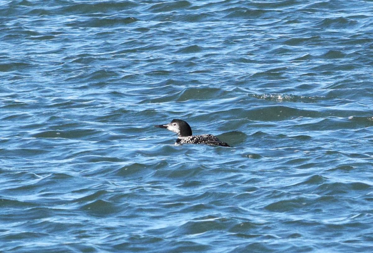 Common Loon - ML625570297