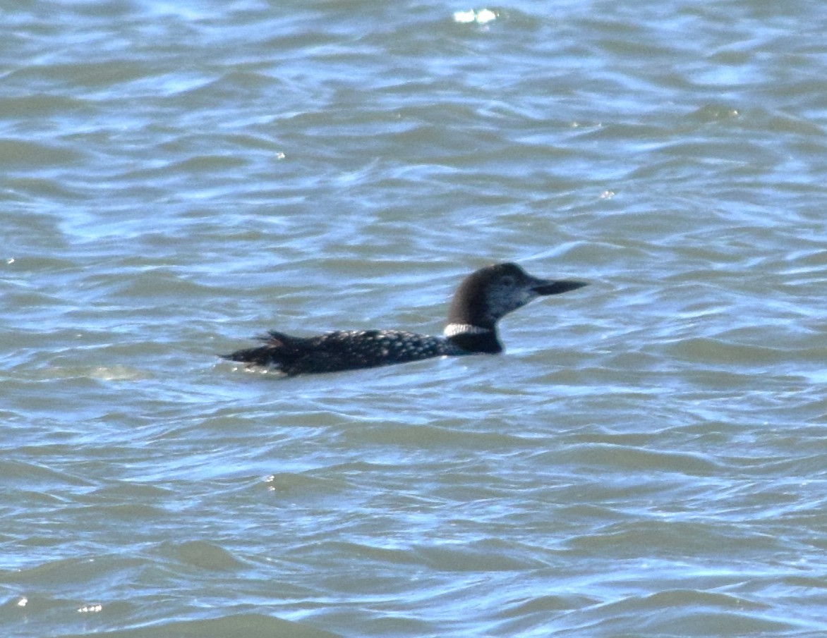 Common Loon - ML625570302