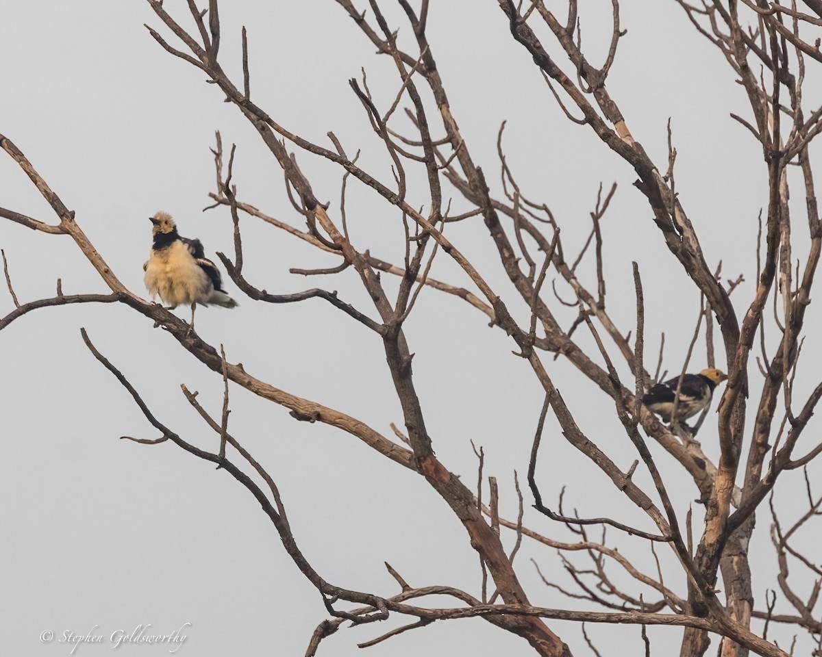 Black-collared Starling - ML625570323