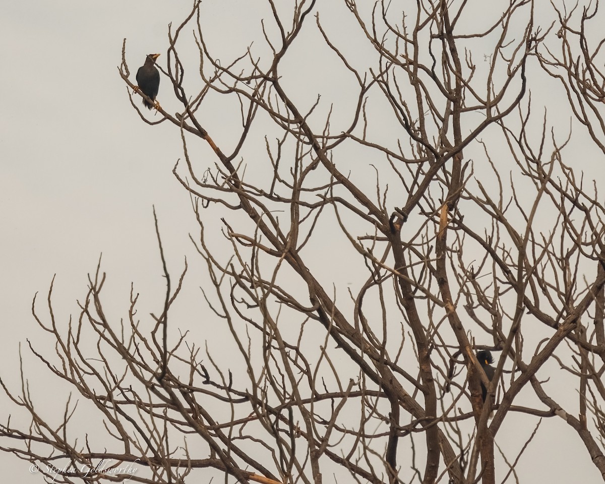 Black-collared Starling - ML625570324