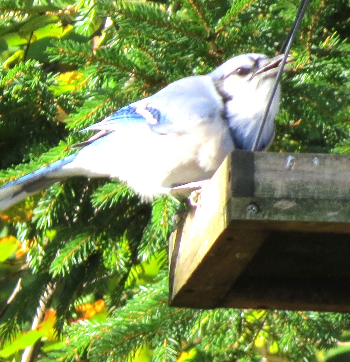 Blue Jay - ML625570331