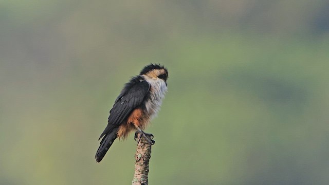 Collared Falconet - ML625570351