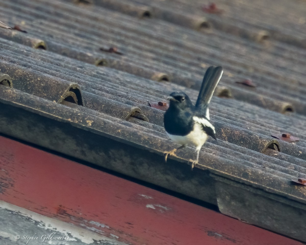 Oriental Magpie-Robin - ML625570381