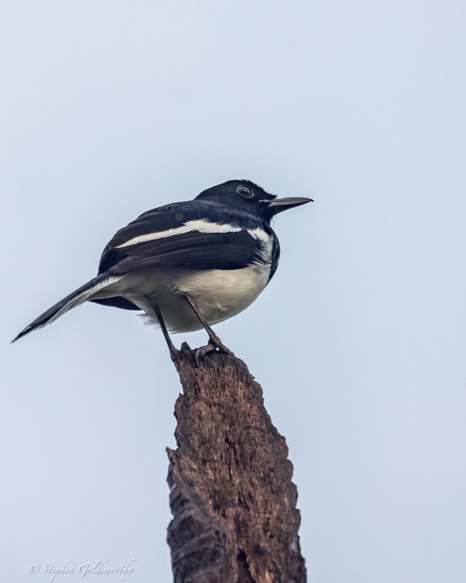 Oriental Magpie-Robin - ML625570382