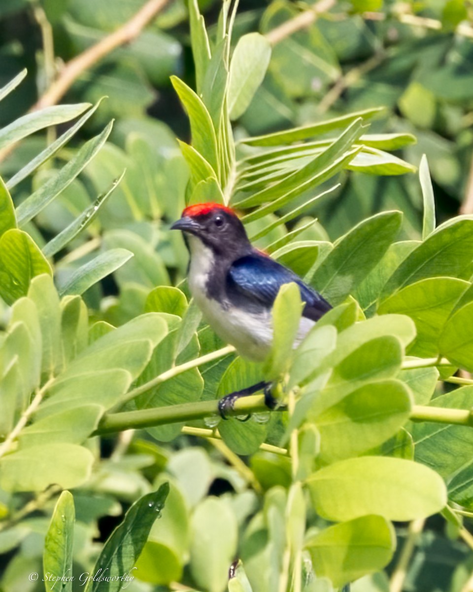 Scarlet-backed Flowerpecker - ML625570385