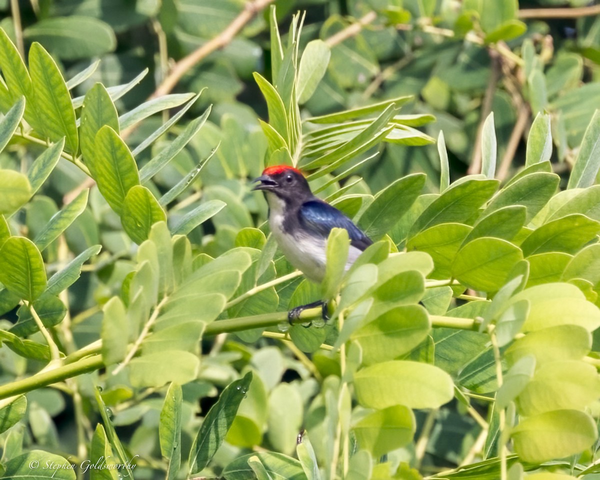 Scarlet-backed Flowerpecker - ML625570386