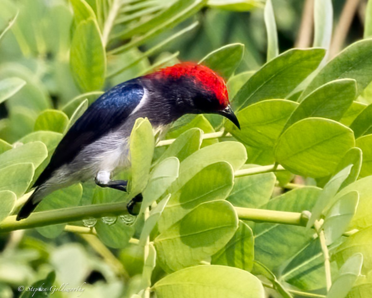 Scarlet-backed Flowerpecker - ML625570387