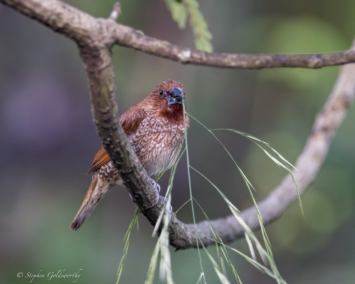 Scaly-breasted Munia - ML625570414