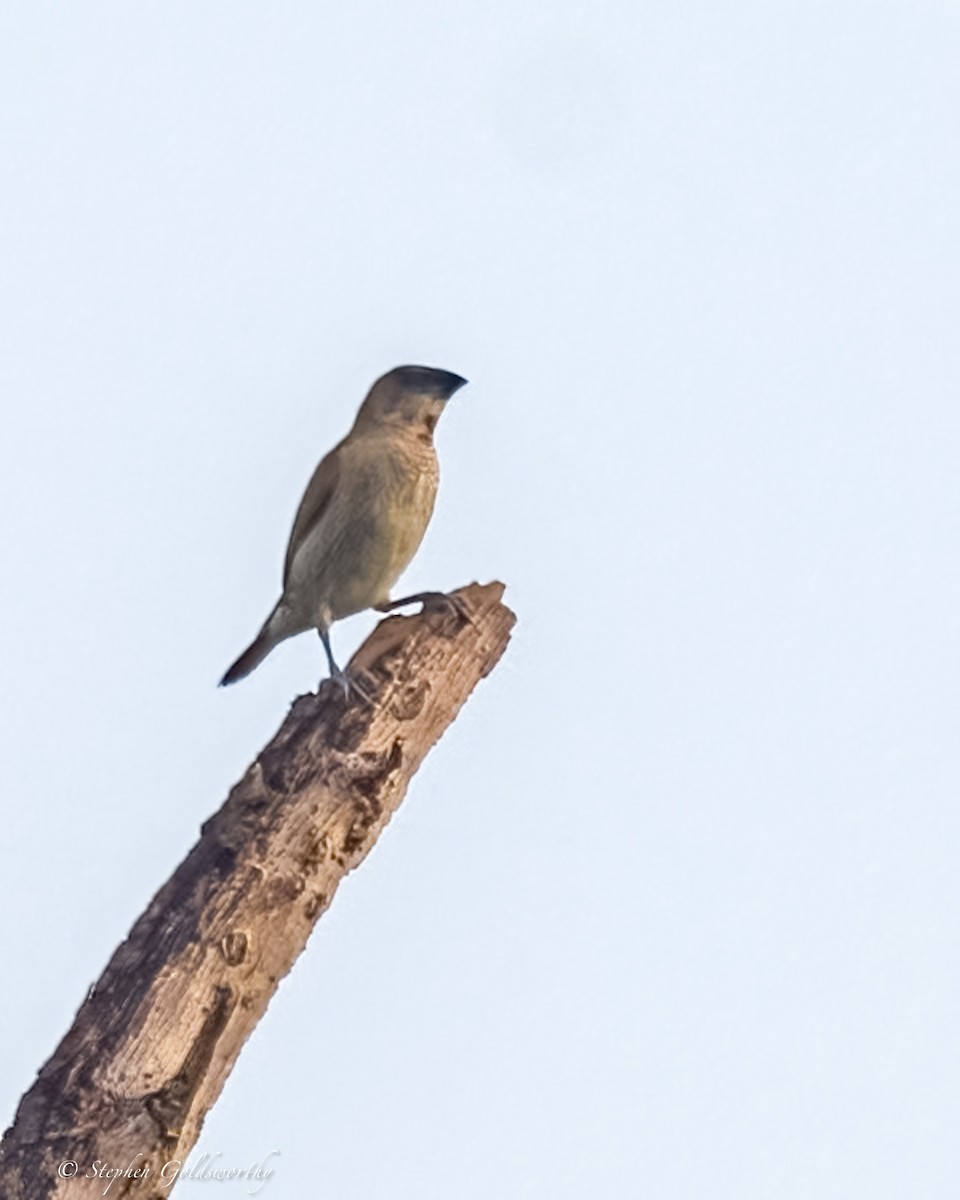 Scaly-breasted Munia - ML625570415