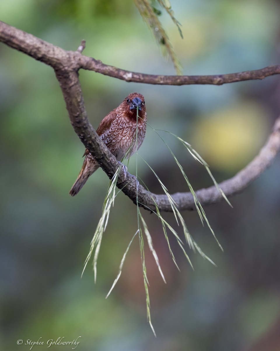 Scaly-breasted Munia - ML625570416