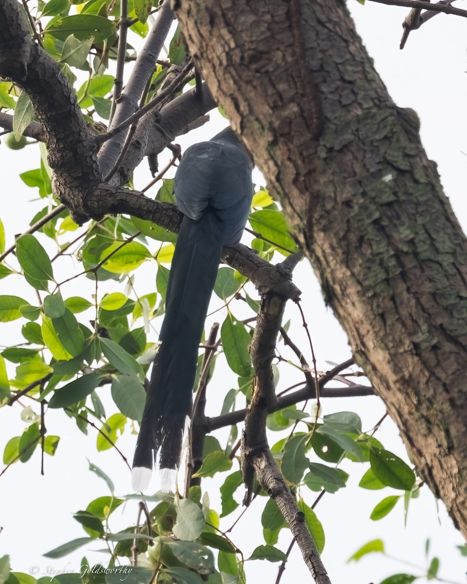 Green-billed Malkoha - ML625570454