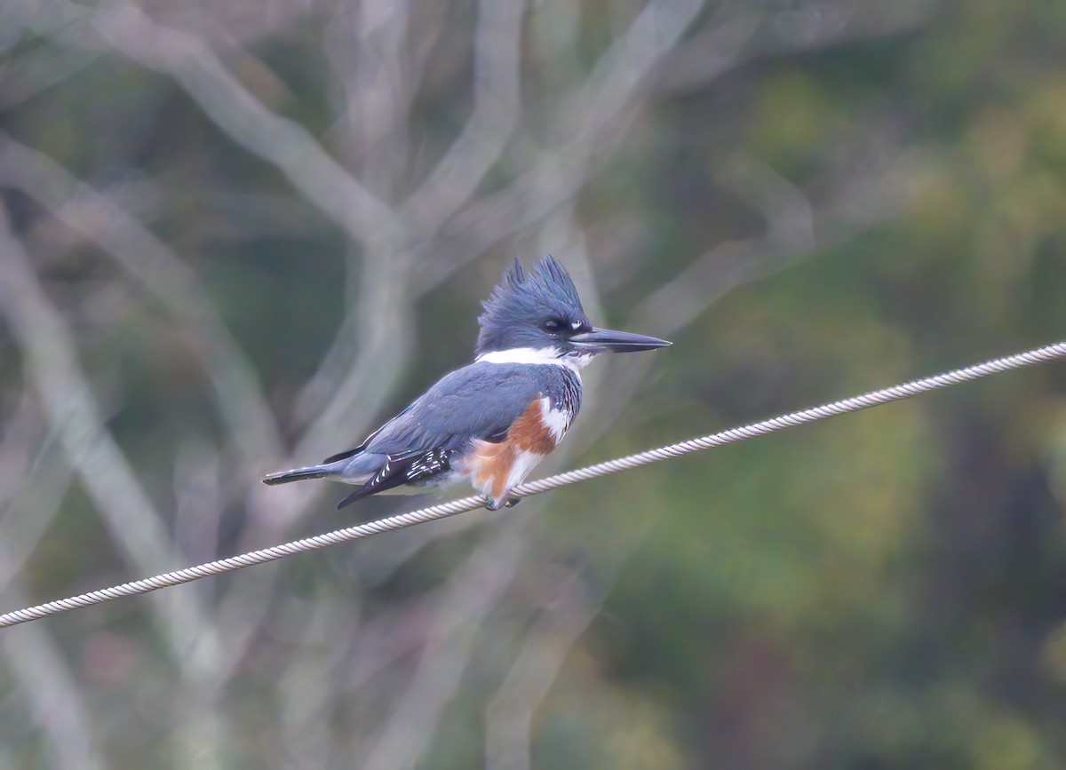 Belted Kingfisher - ML625570492