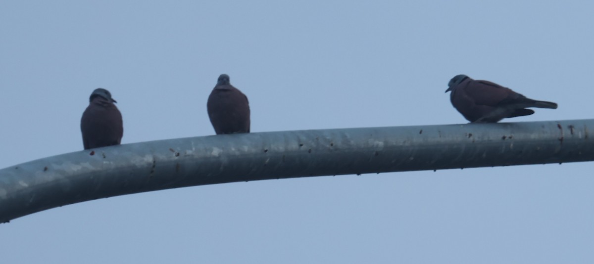 Red Collared-Dove - ML625570506