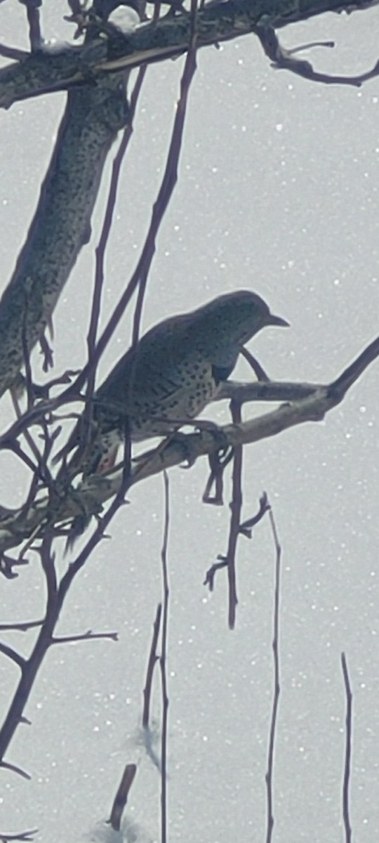 Northern Flicker (Red-shafted) - ML625570520