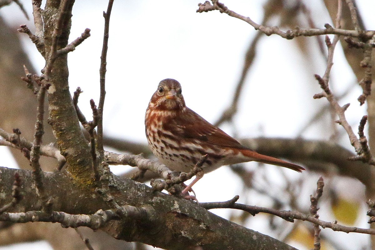 Fox Sparrow - ML625570578