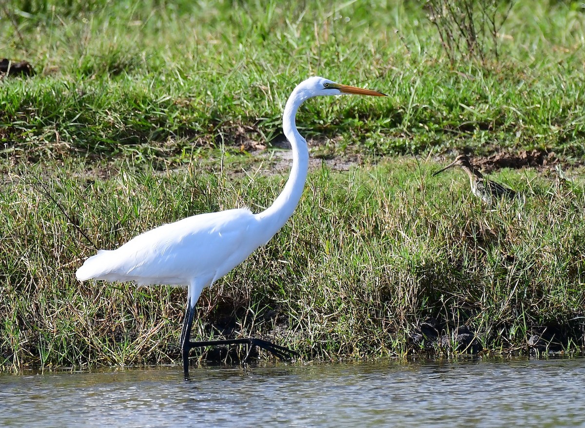 Great Egret - ML625570592