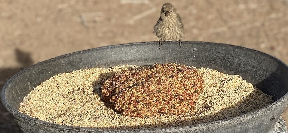 House Finch - Anonymous