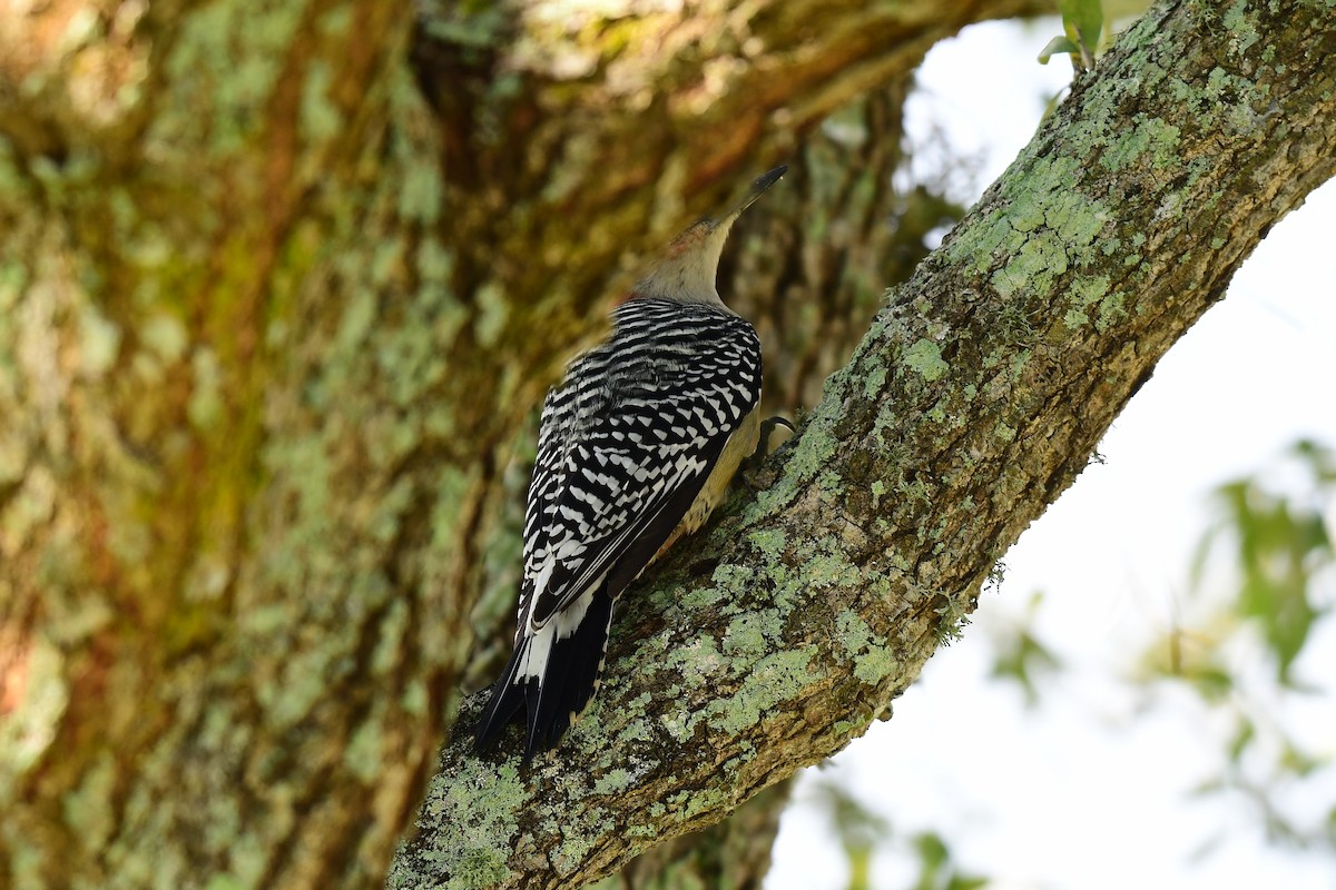 Red-bellied Woodpecker - John Wolaver