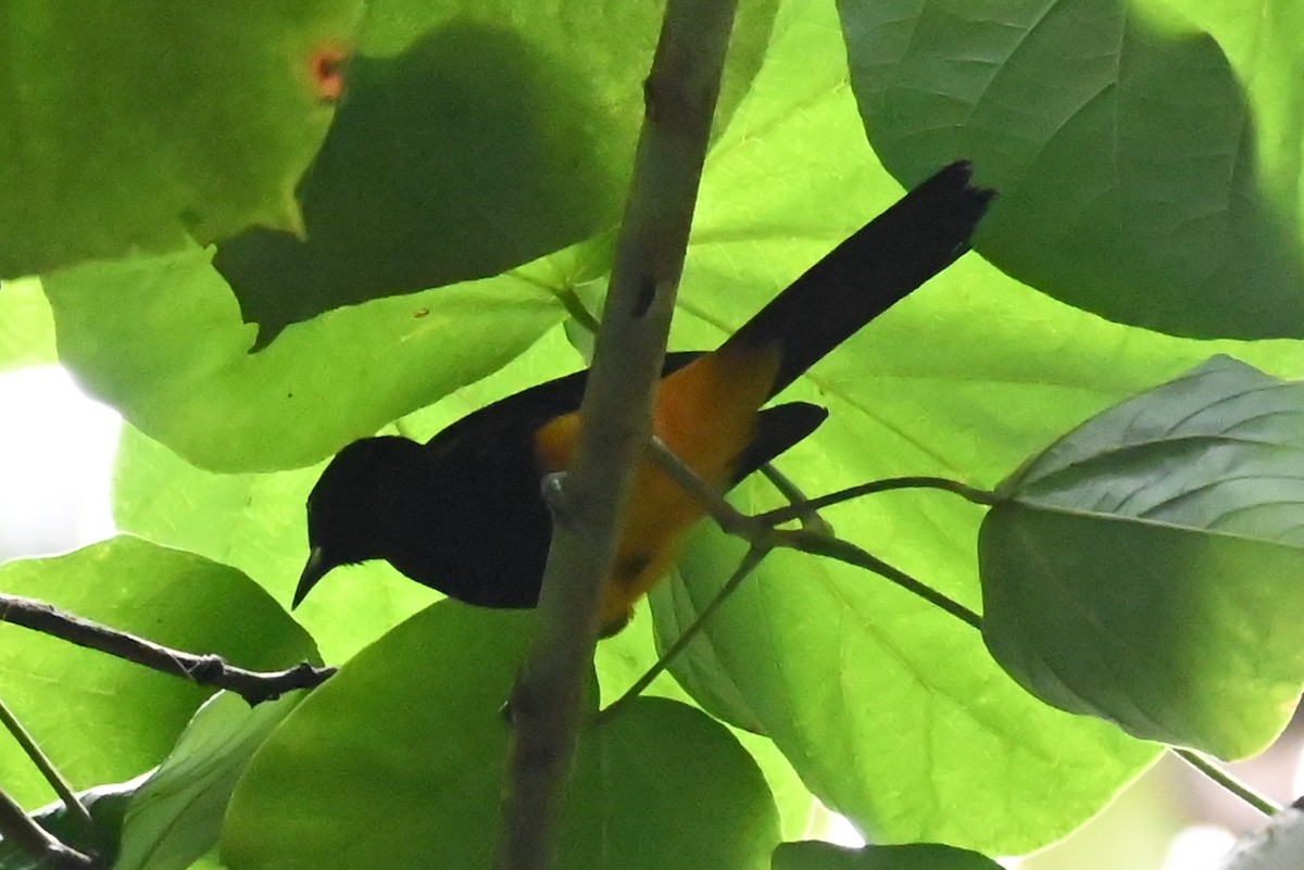 St. Lucia Oriole - ML625570606