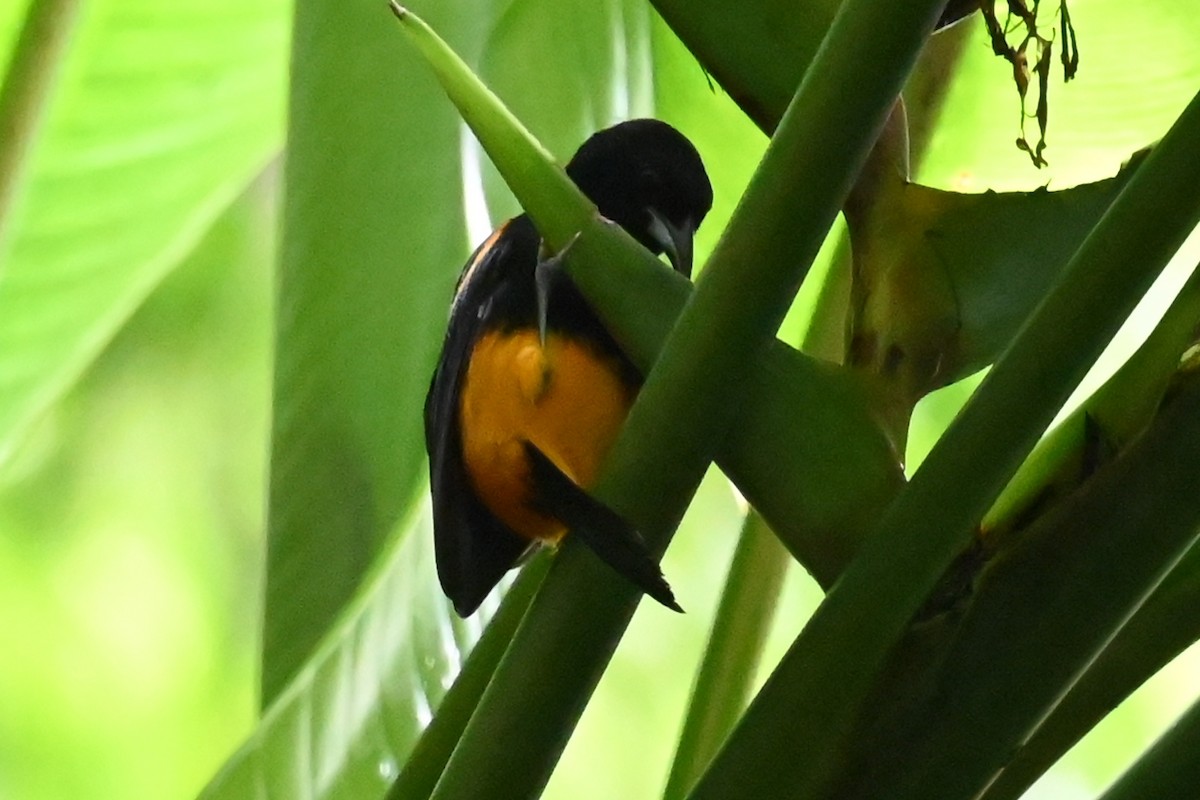 St. Lucia Oriole - ML625570630