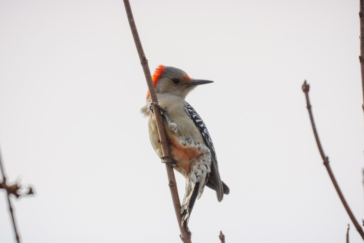 Red-bellied Woodpecker - ML625570647