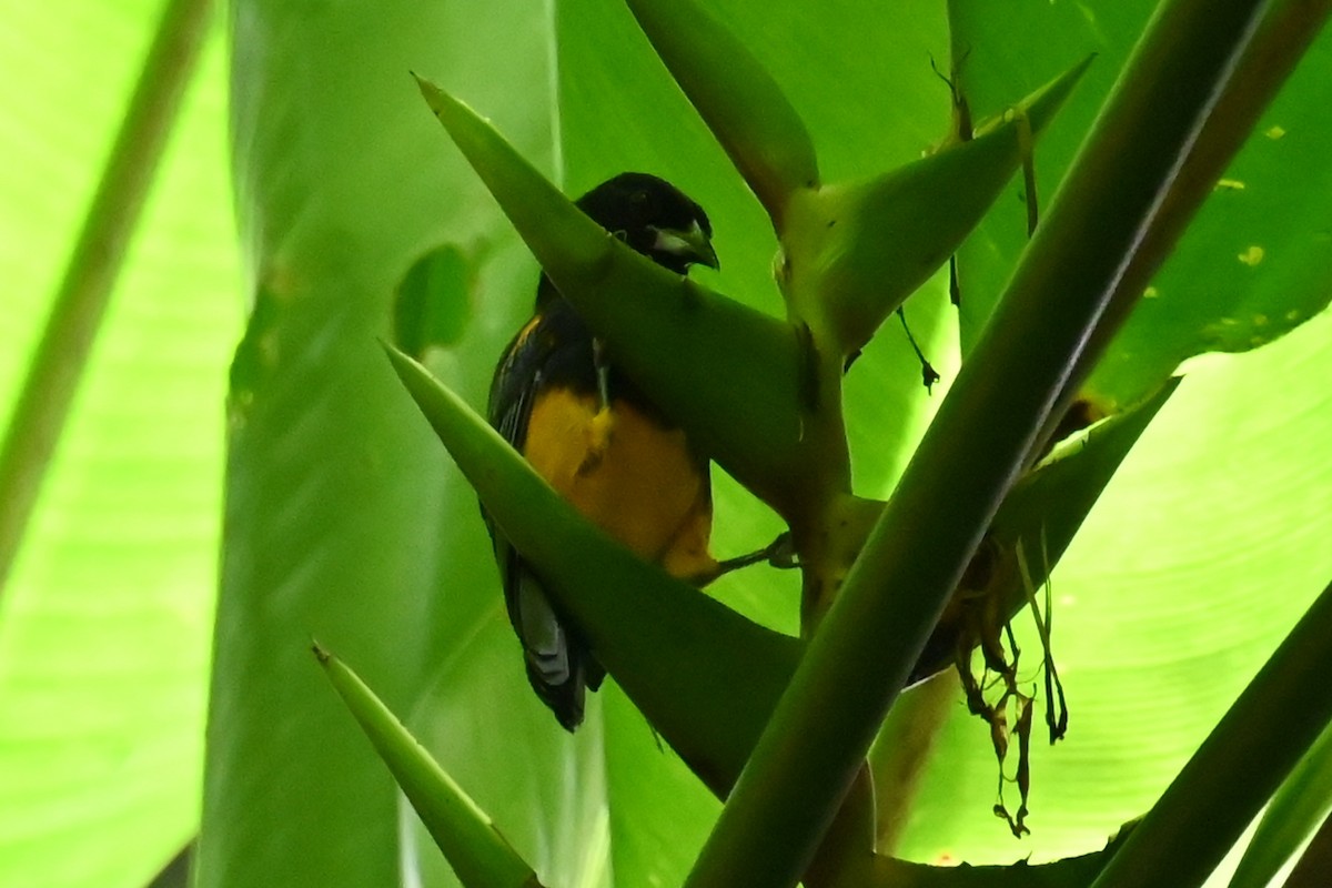 St. Lucia Oriole - ML625570676