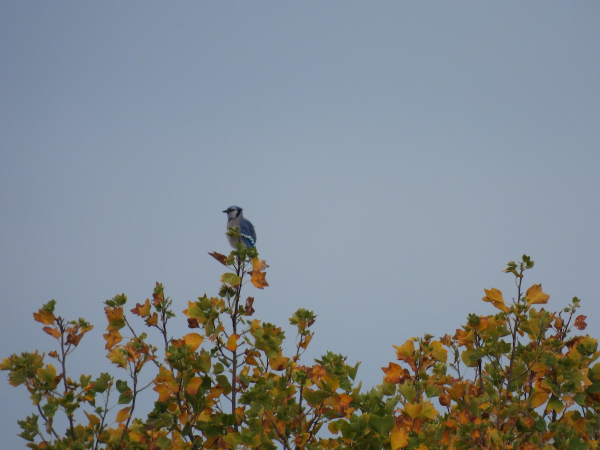 Blue Jay - ML625570719