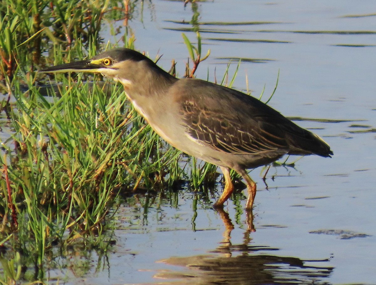 Striated Heron - ML625570771