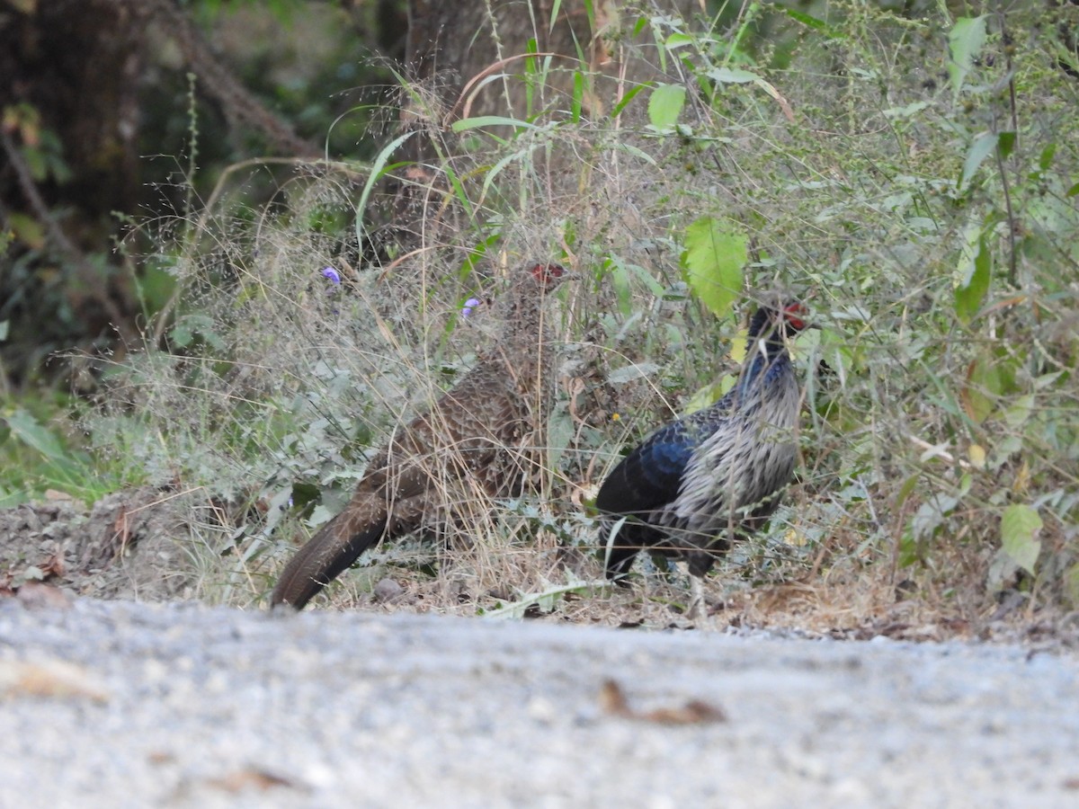 Kalij Pheasant - Pankaj and Ameya Chaturvedi