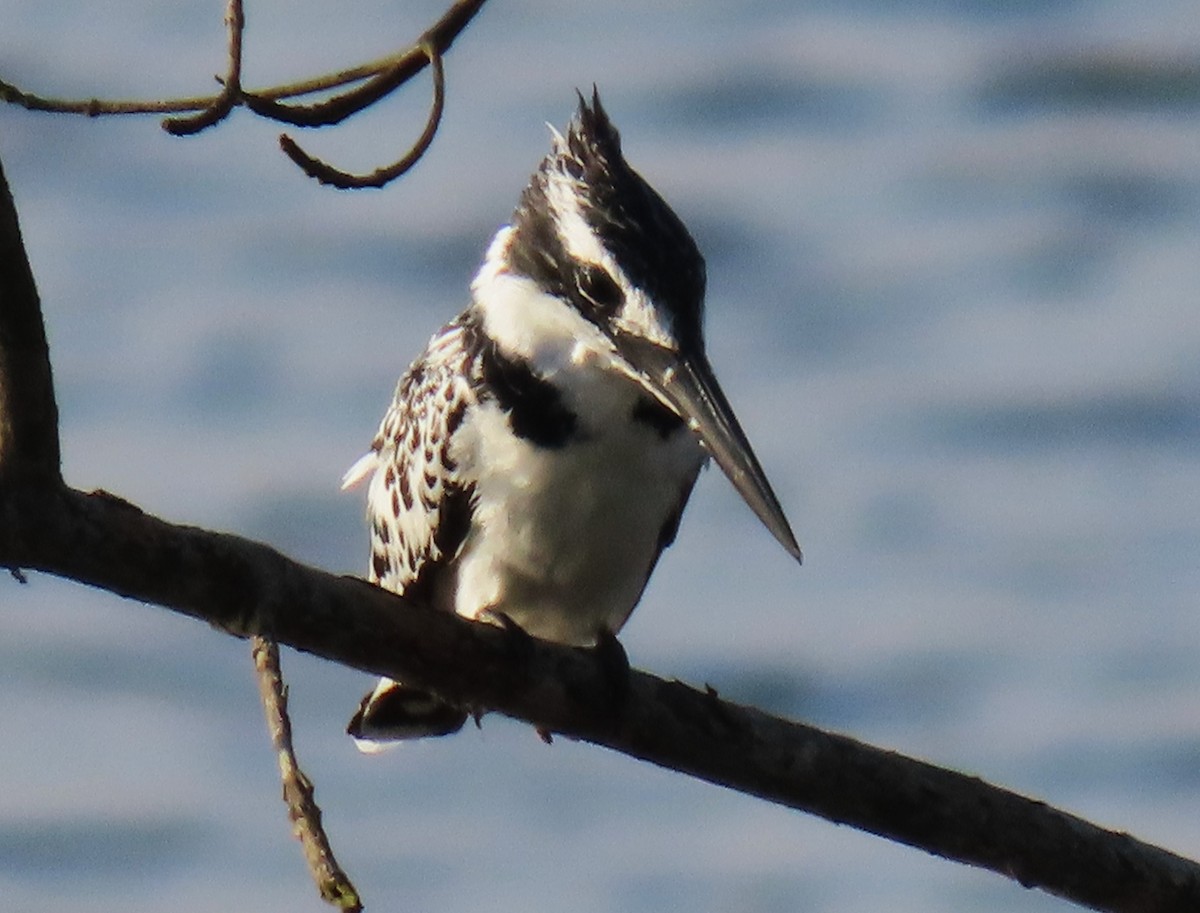 Pied Kingfisher - ML625570782