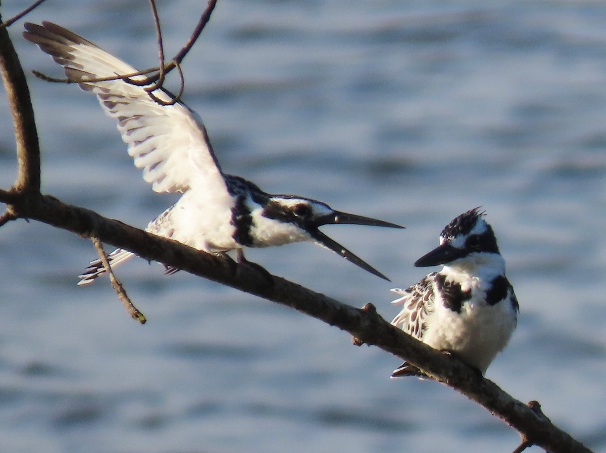 Pied Kingfisher - ML625570796