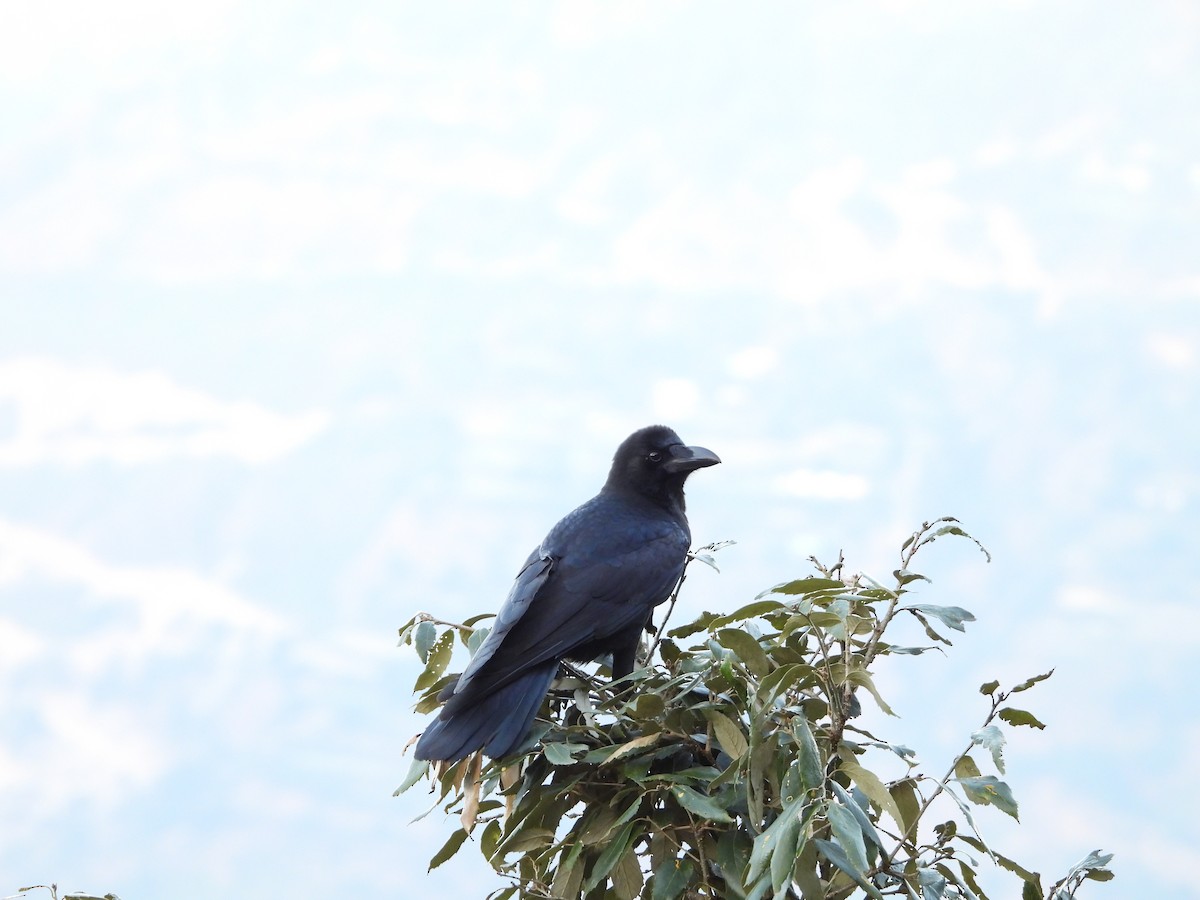 Large-billed Crow - Pankaj and Ameya Chaturvedi