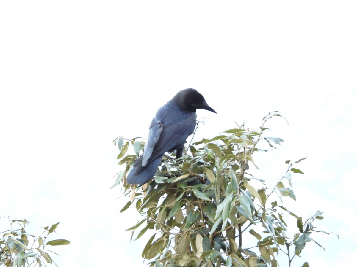 Large-billed Crow - Pankaj and Ameya Chaturvedi