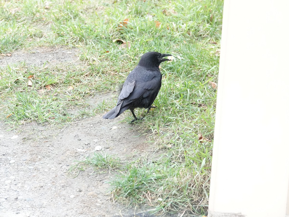 American Crow - ML625570901