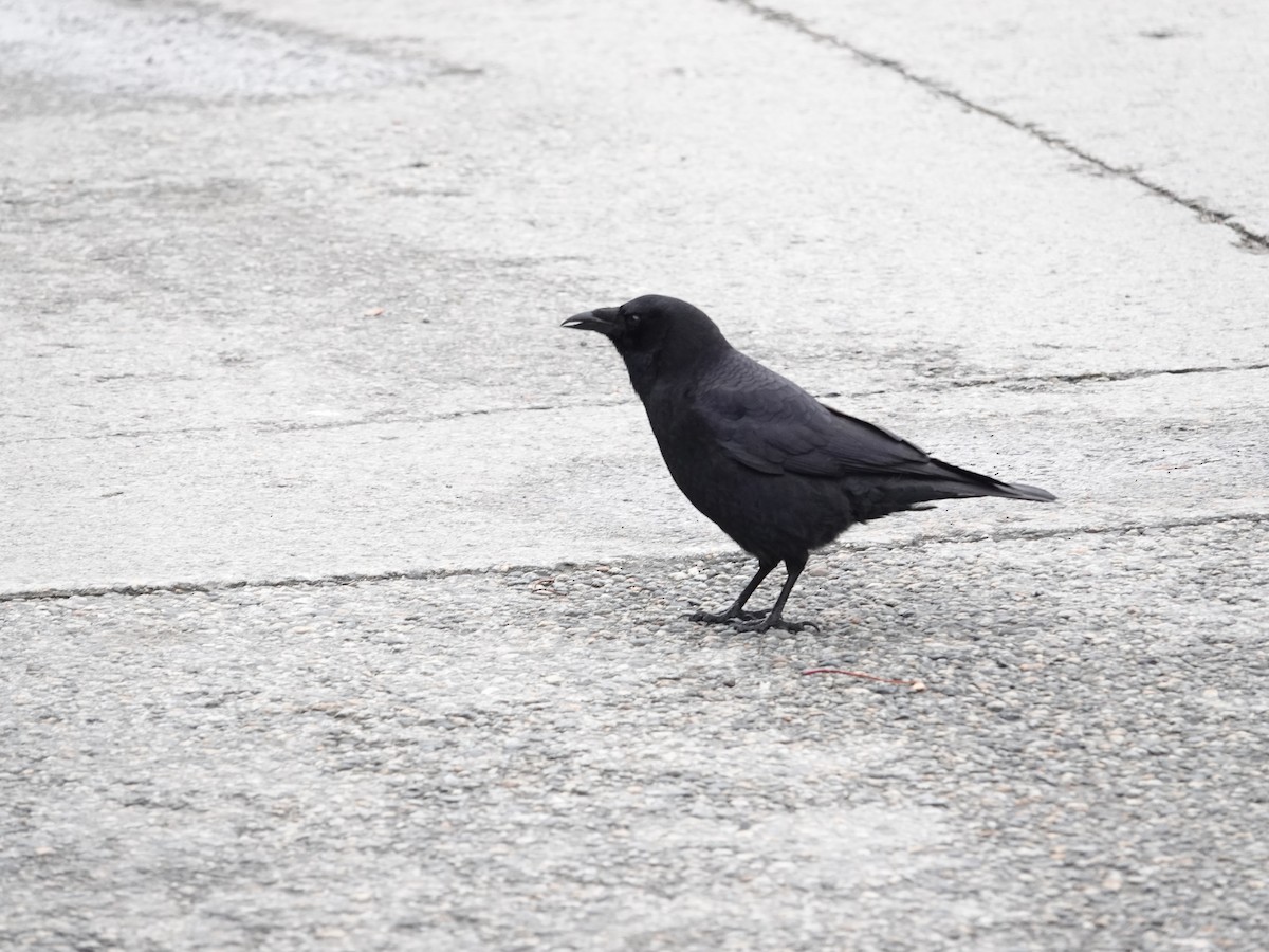 American Crow - ML625570902