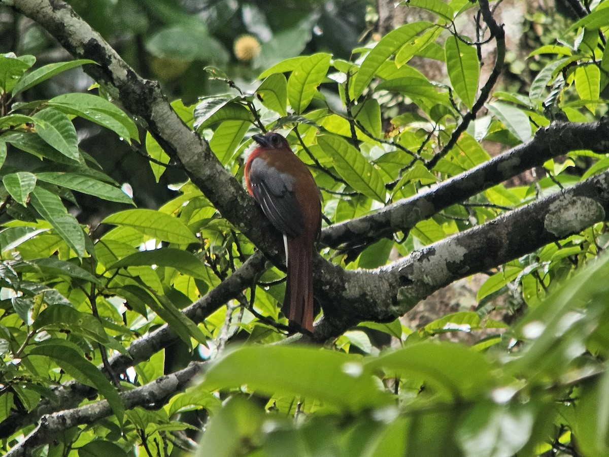 Red-headed Trogon - ML625570909