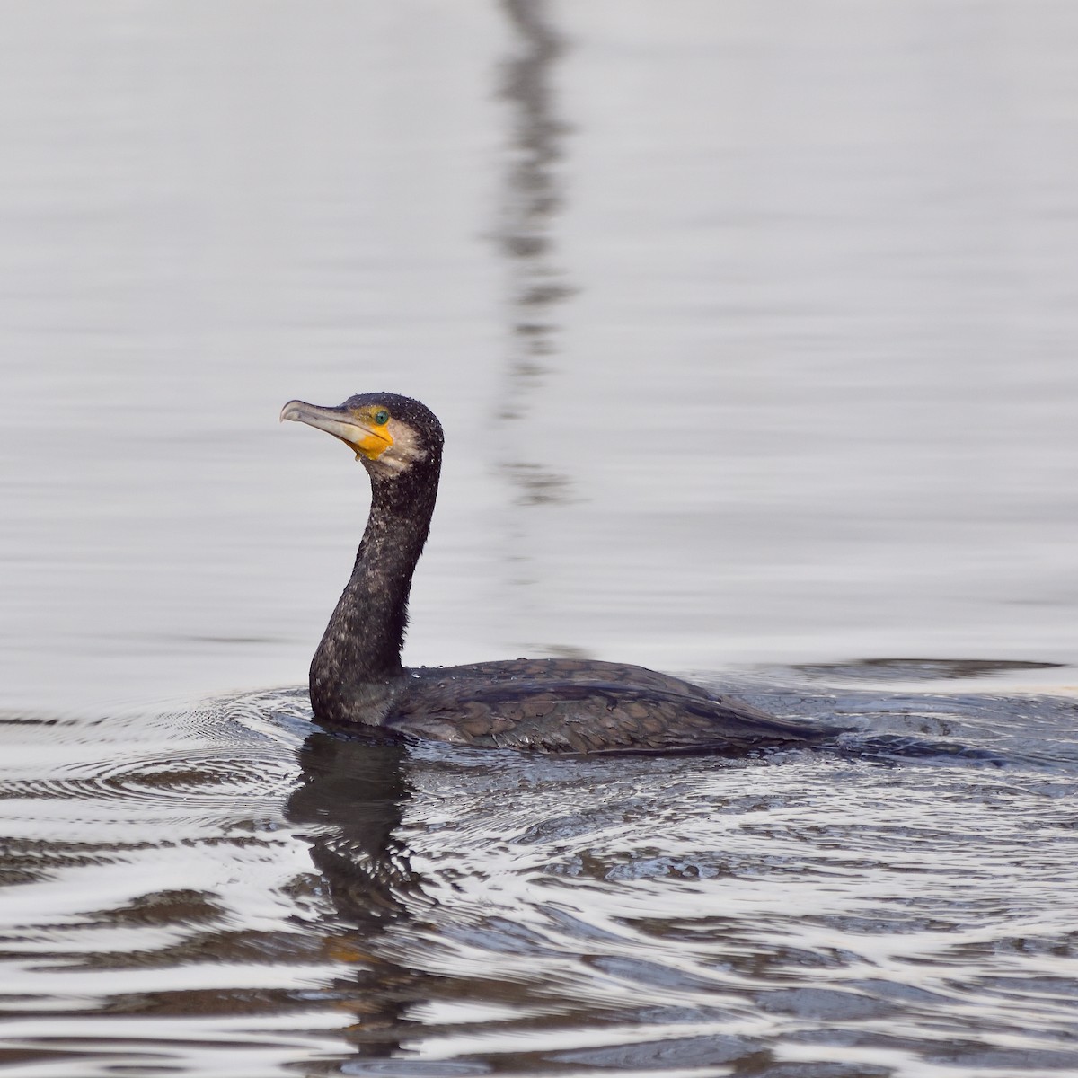 Great Cormorant - Nuno Marques