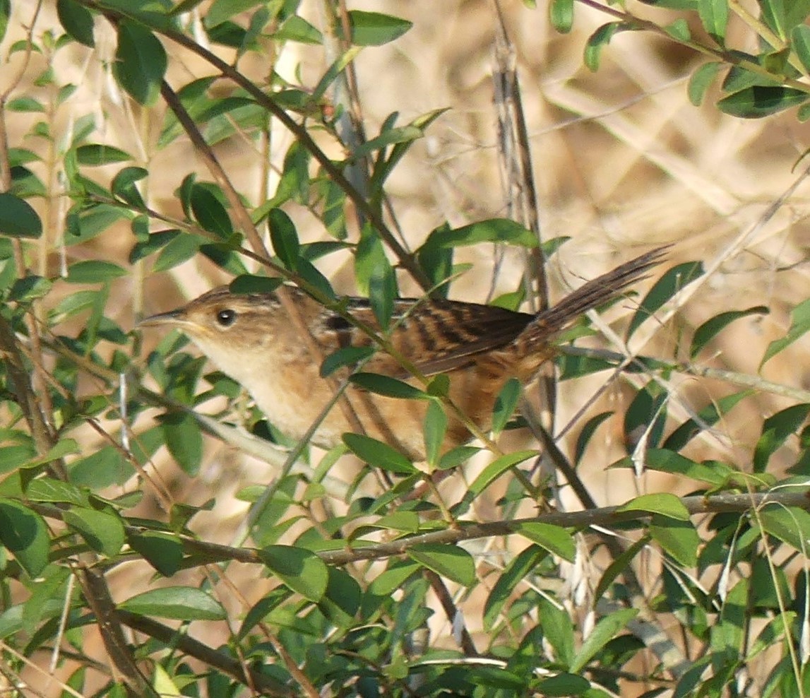 Sedge Wren - ML625570942