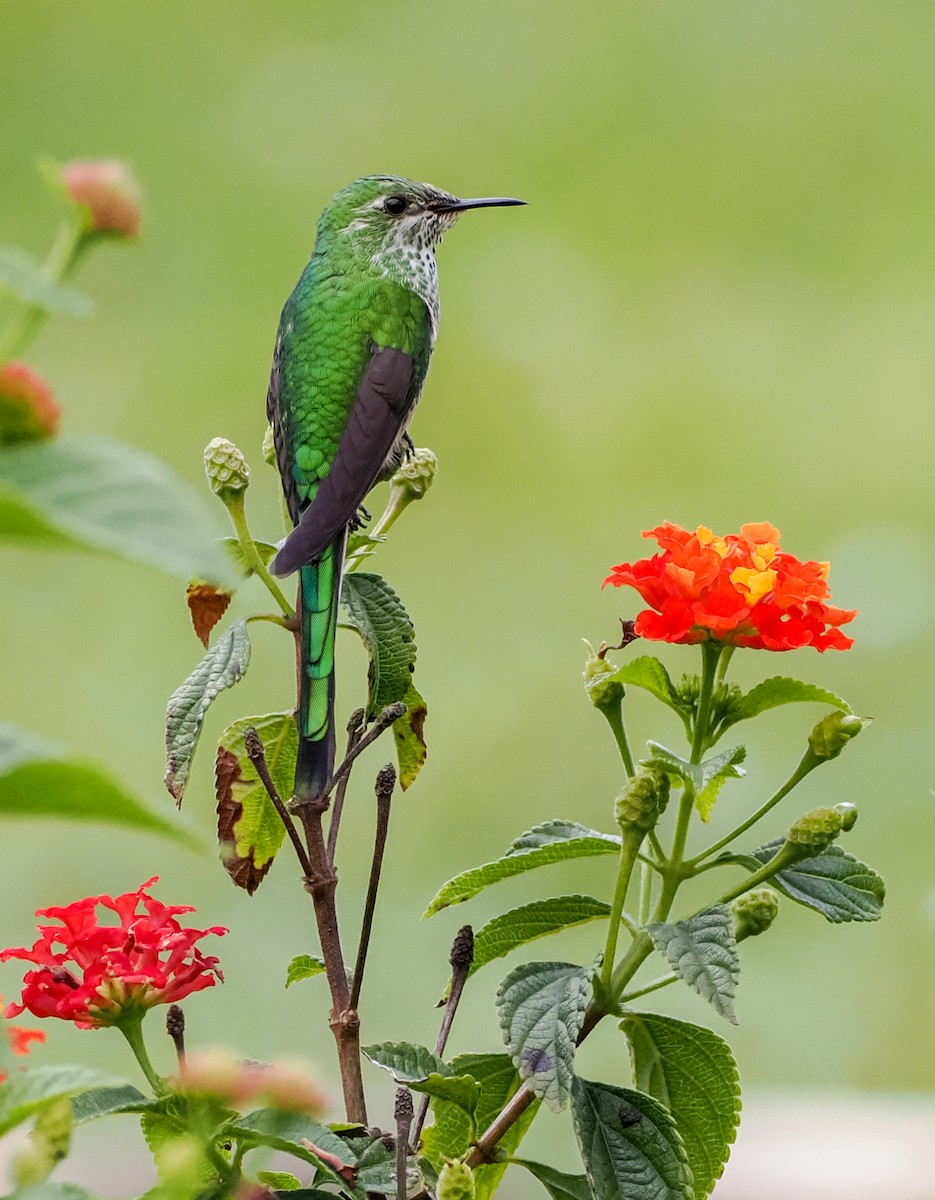 Green-tailed Trainbearer - ML625571085