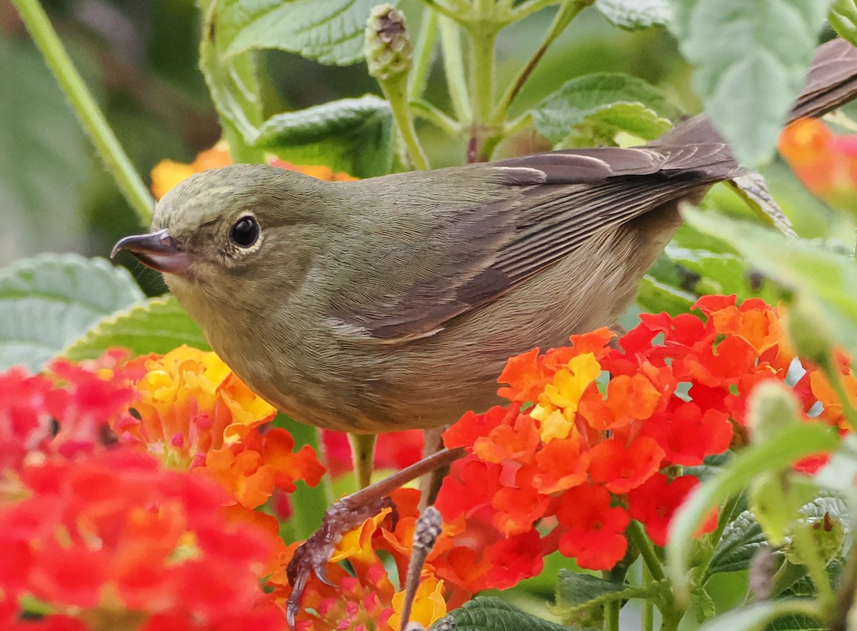 Black-throated Flowerpiercer - ML625571093