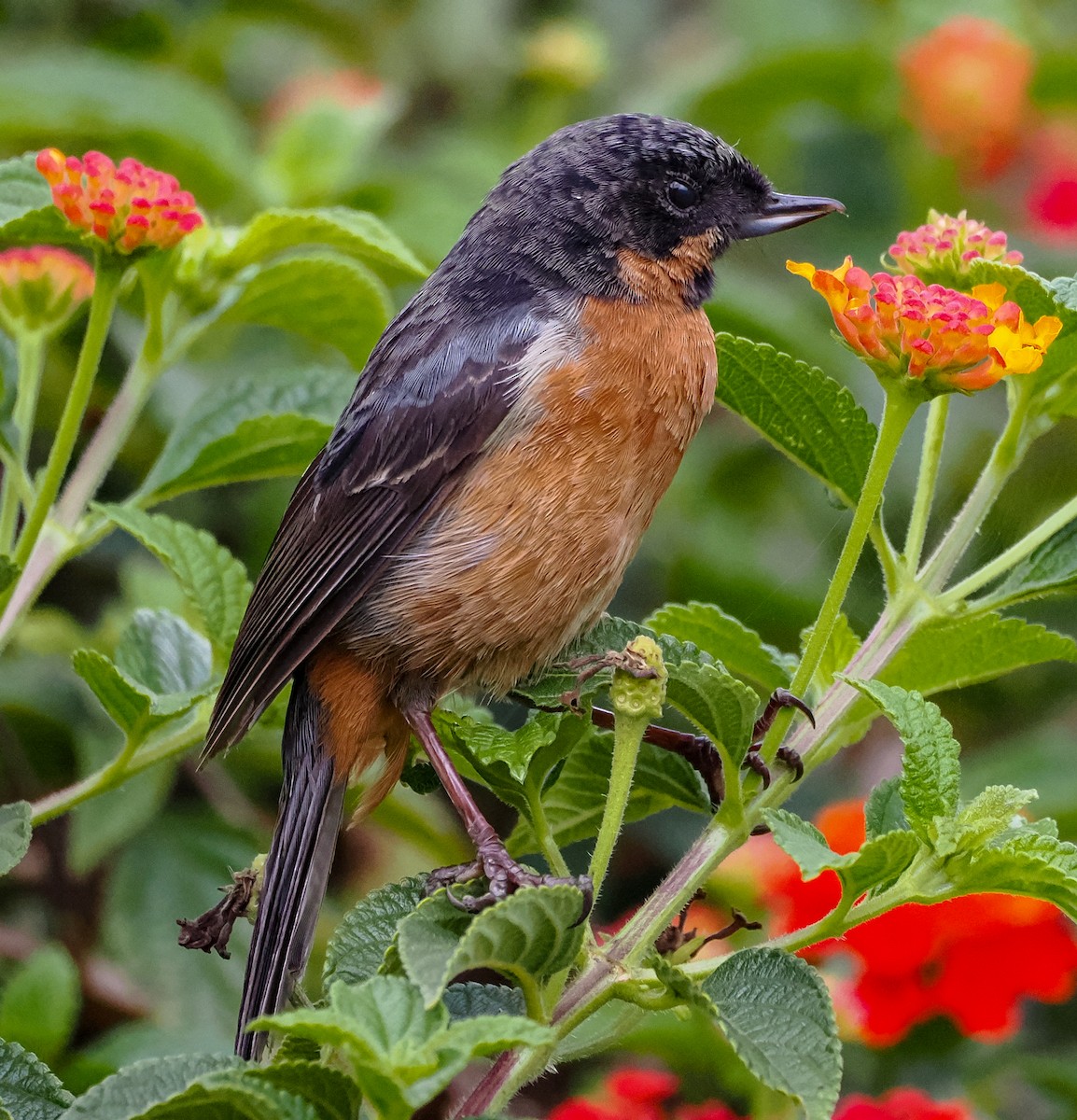 Black-throated Flowerpiercer - ML625571094