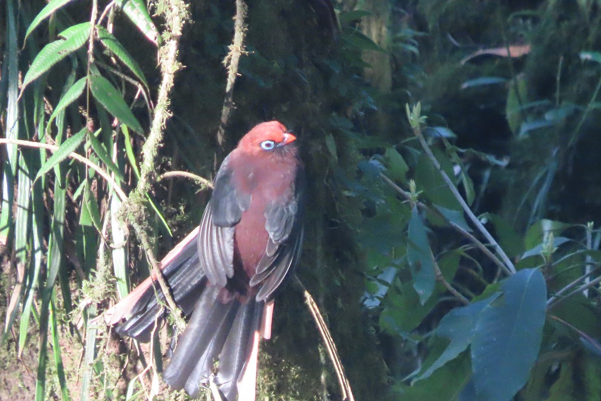 Ward's Trogon - ML625571102