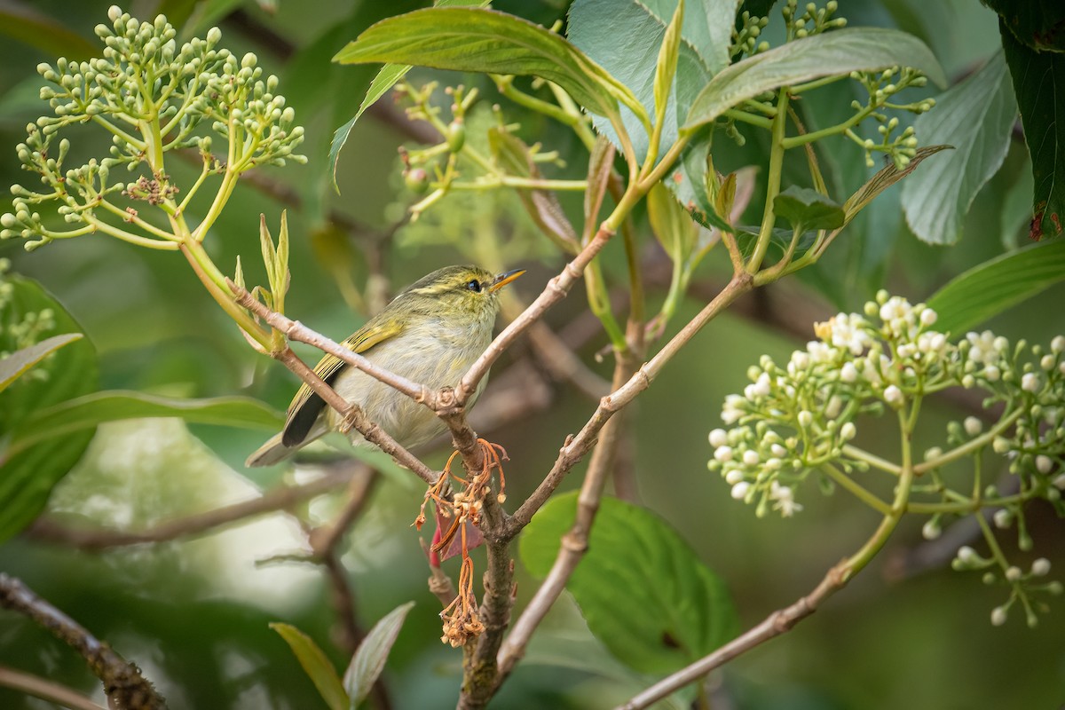 Davison's Leaf Warbler - ML625571106