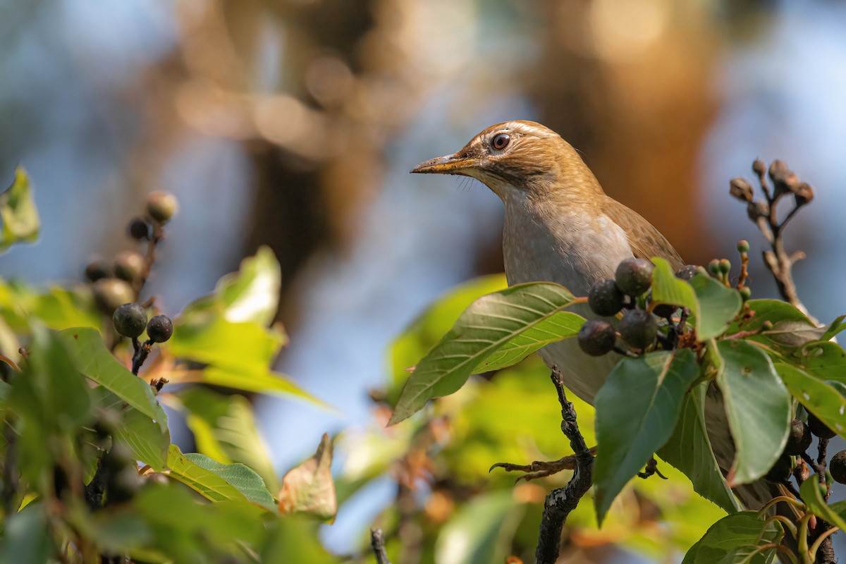 Gray-sided Thrush - ZUI-QI CHEN