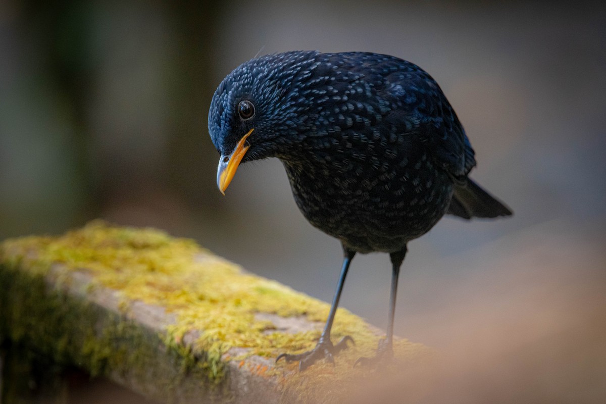 Blue Whistling-Thrush - ZUI-QI CHEN